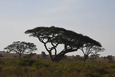 DSC_3787 (Large).JPG